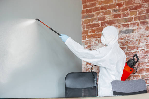 Trusted Murrells Inlet, SC Mold Removal Experts