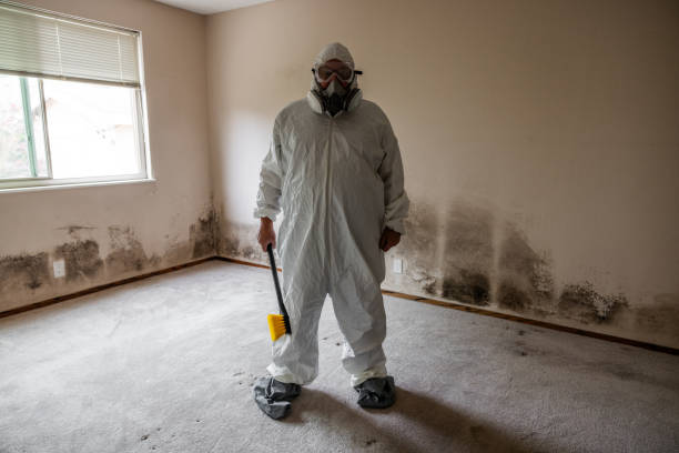 Best Basement Mold Removal  in Murrells Inlet, SC